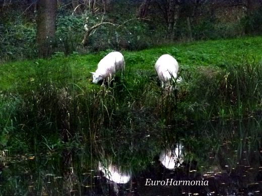 sheep- euroharmonia